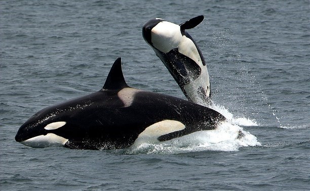 Четвёртый выпуск животных из «китовой тюрьмы» может задержаться из-за непогоды