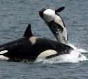 Четвёртый выпуск животных из «китовой тюрьмы» может задержаться из-за непогоды