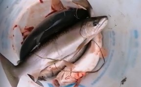 Общество