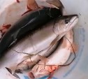 "Я в шоке": сахалинцы в конце октября хвастаются уловом симы