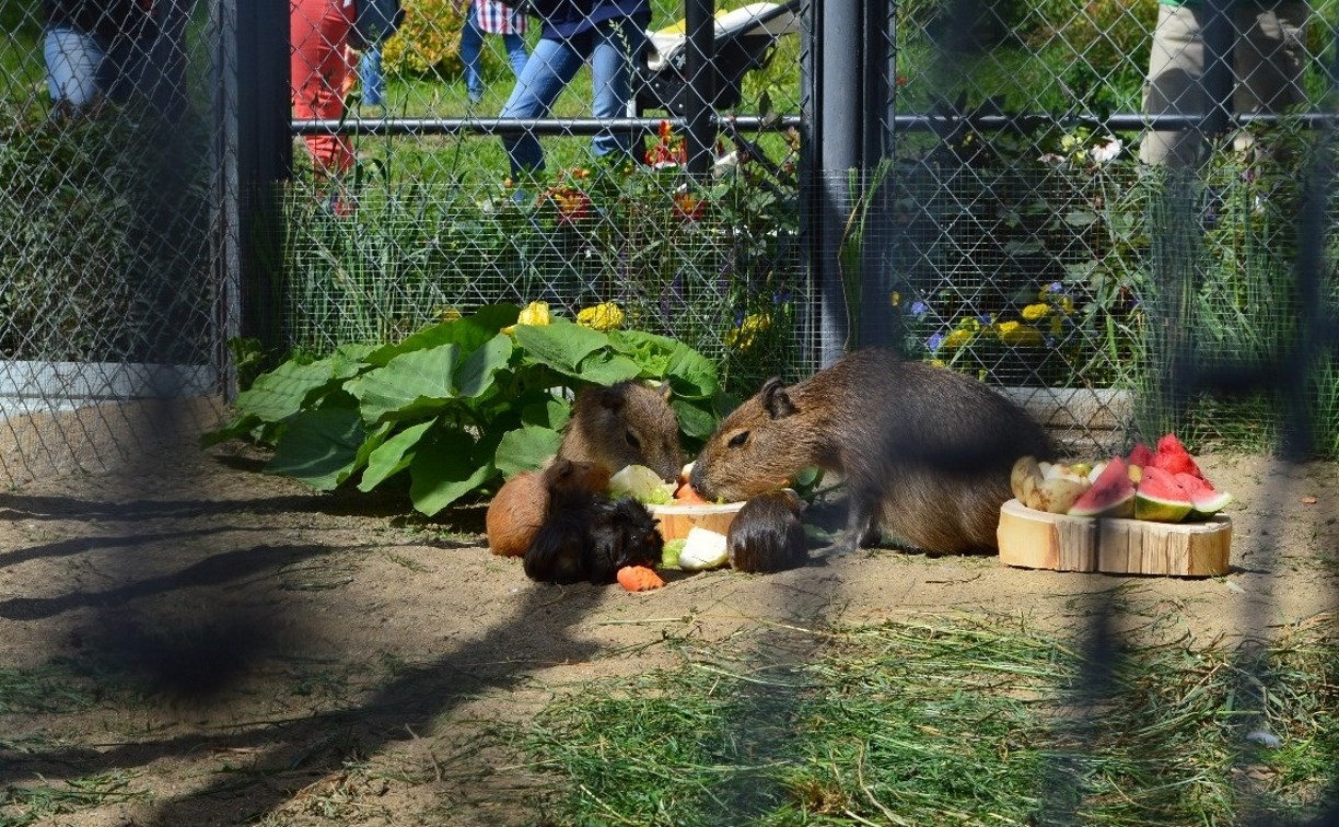 «Водных свинок» в зоопарке Южно-Сахалинска накормили арбузом