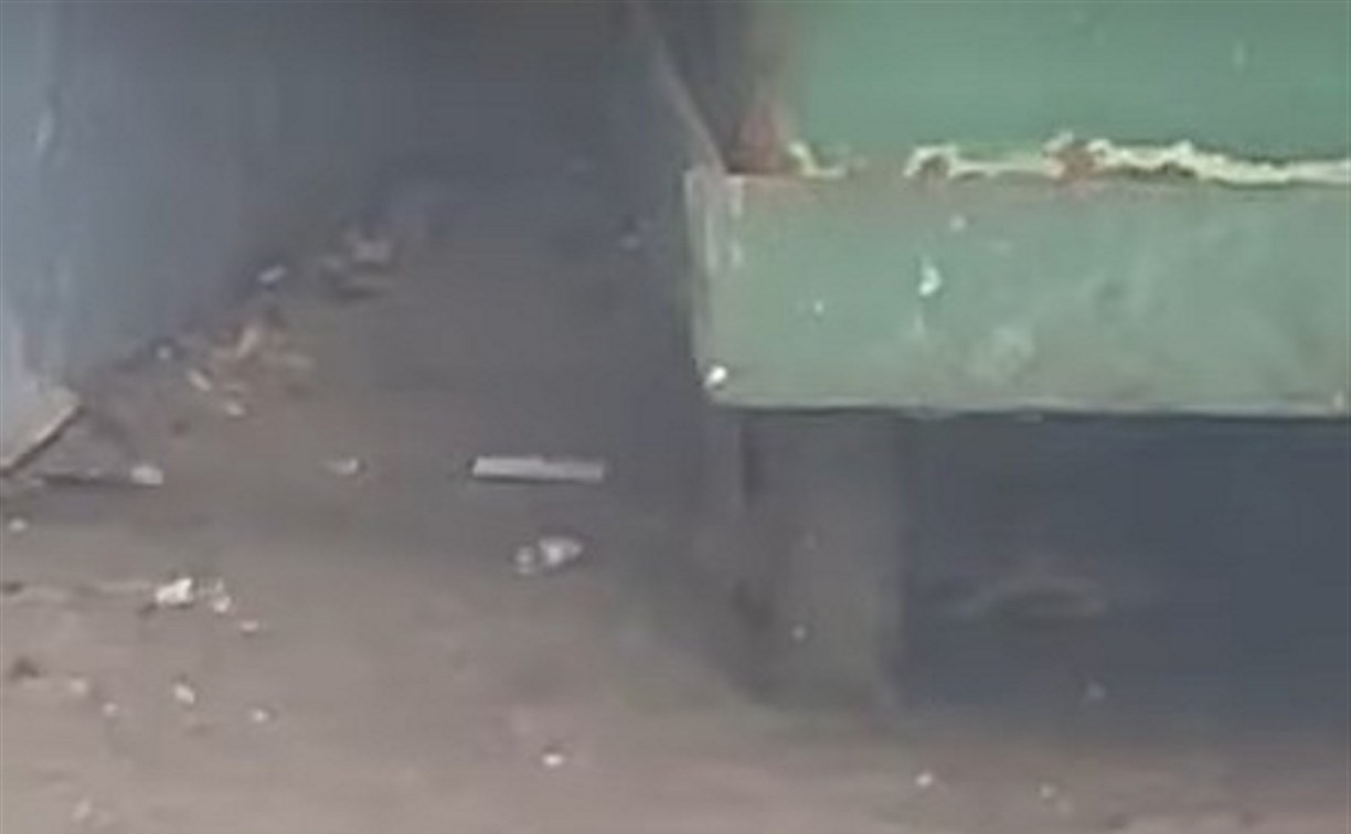 Десятки крыс заметили у подъезда жилого дома в Южно-Сахалинске