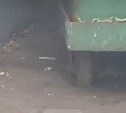 Десятки крыс заметили у подъезда жилого дома в Южно-Сахалинске