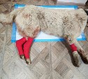 "Настоящее испытание для хирургов": на Сахалине четыре часа оперировали собаку, попавшую в ДТП