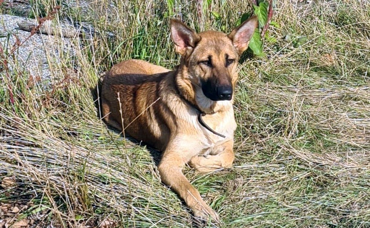 Сахалинка: пойманная отловщиками здоровая собака через 10 дней умерла от неизвестного вируса