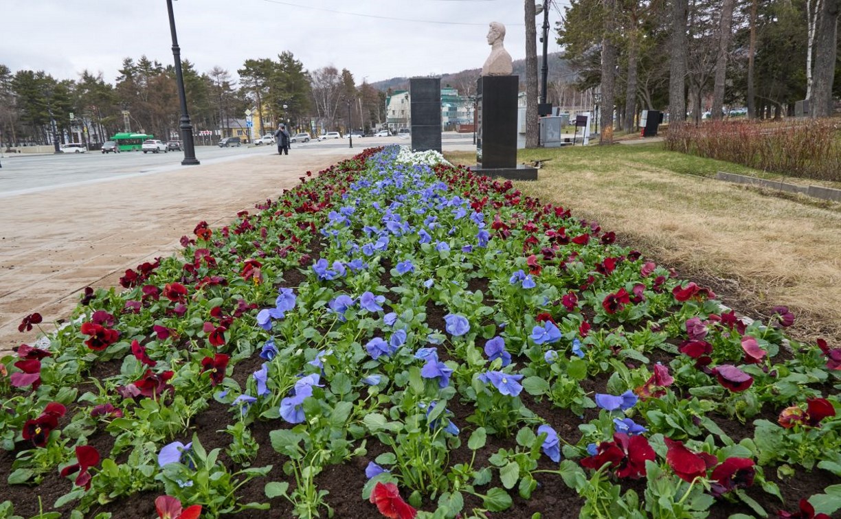 В Южно-Сахалинске весеннее настроение  - в городе приступили к высадке цветов 