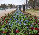 В Южно-Сахалинске весеннее настроение  - в городе приступили к высадке цветов 