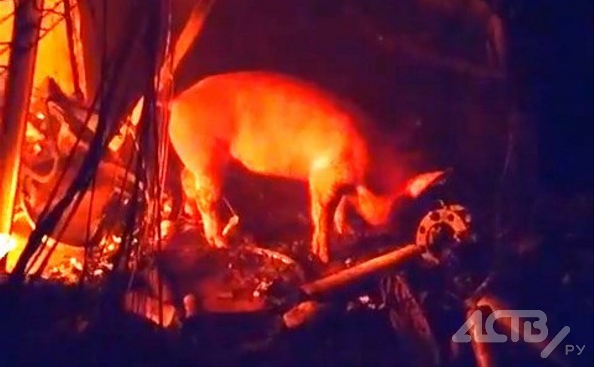 Спасены 2500 свиней: появилось видео с тушения крупного пожара в Таранае