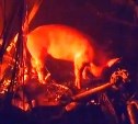 Спасены 2500 свиней: появилось видео с тушения крупного пожара в Таранае