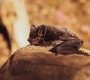Ученые обнаружили новый коронавирус, способный заражать людей