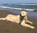 Сахалинцы и курильчане не смогут брать собак и кошек на пляж