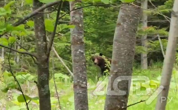 Сахалинцы поговорили с медведями, вышедшими к селу в Макаровском районе