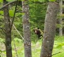 Сахалинцы поговорили с медведями, вышедшими к селу в Макаровском районе