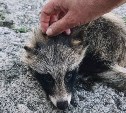 На Сахалине спасли детёныша енотовидной собаки