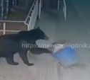 Голодный медведь поджидает пассажиров автобуса во Взморье 