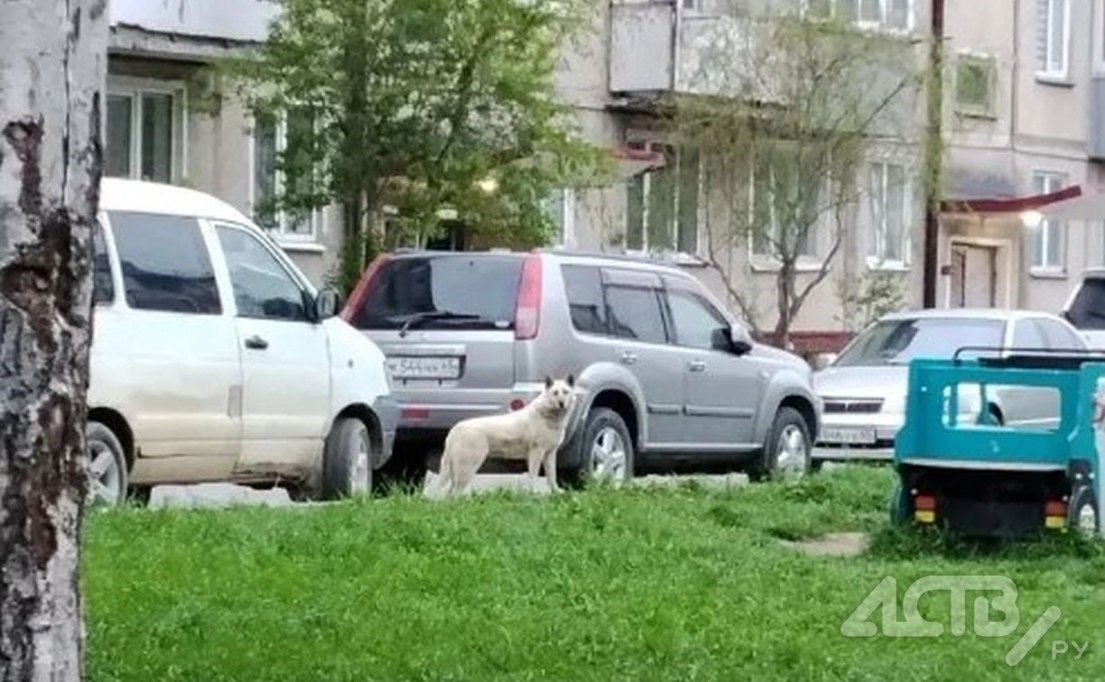 Жительница Южно-Сахалинска отбилась от агрессивной бродячей собаки куриными костями