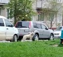 Жительница Южно-Сахалинска отбилась от агрессивной бродячей собаки куриными костями