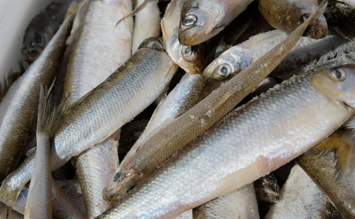 Корюшки стало меньше, а стоит она дороже: стало сложнее проводить популярный фестиваль на Дальнем Востоке