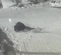 "Убивали в течение 40 минут": стая собак загрызла домашнего пса на привязи в Южно-Сахалинске