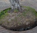 В городском парке Южно-Сахалинска огородили накренившееся дерево