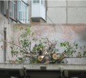 Ко Дню города Южно-Сахалинск полностью очистят от поваленных после циклона деревьев (ФОТО)