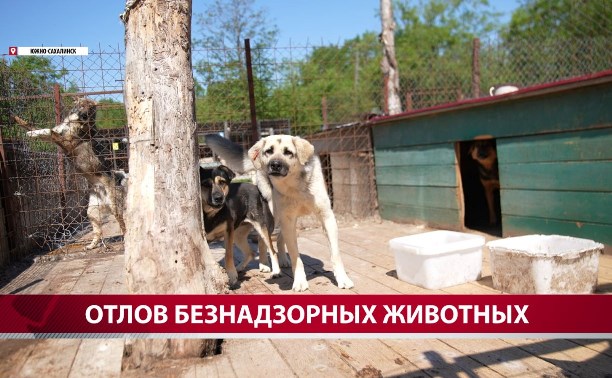 В Хомутово отловили уже трёх агрессивных собак