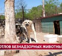 В Хомутово отловили уже трёх агрессивных собак