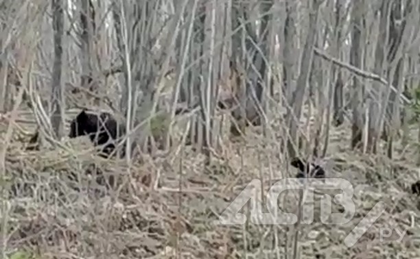 Медведица с детёнышами бродит у сахалинского СНТ