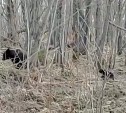 Медведица с детёнышами бродит у сахалинского СНТ