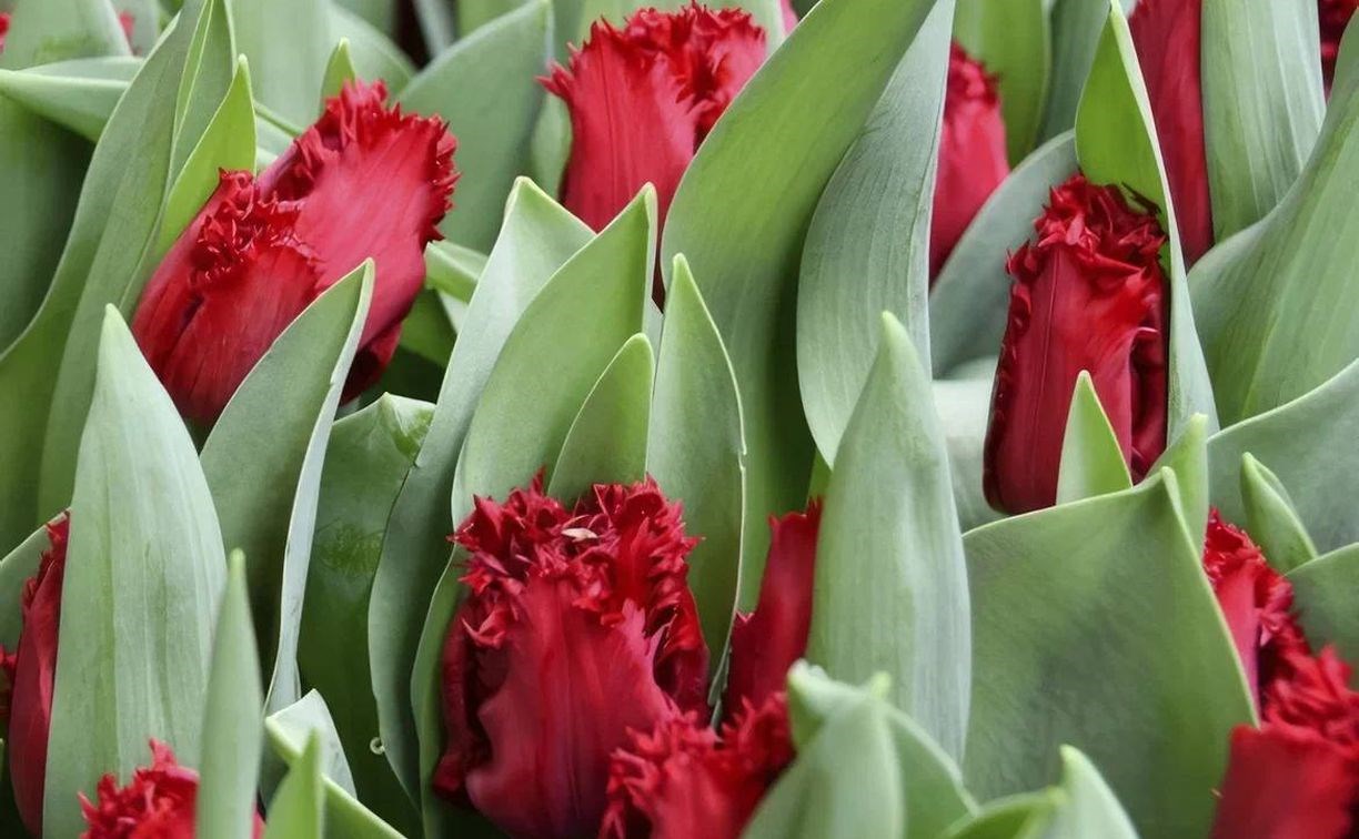 Экзотические тюльпаны в виде растрёпанных перьев вырастит к 8 марта сахалинский совхоз
