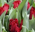 Экзотические тюльпаны в виде растрёпанных перьев вырастит к 8 марта сахалинский совхоз