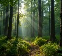 Грибник потерялся в лесу в Углегорском районе