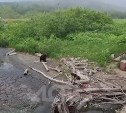 Медвежье семейство прогулялось около оживлённой трассы на Сахалине