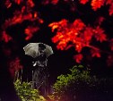 На Сахалине снег и дождь, а на Курилах до +15 °C: прогноз погоды для региона на 30 октября