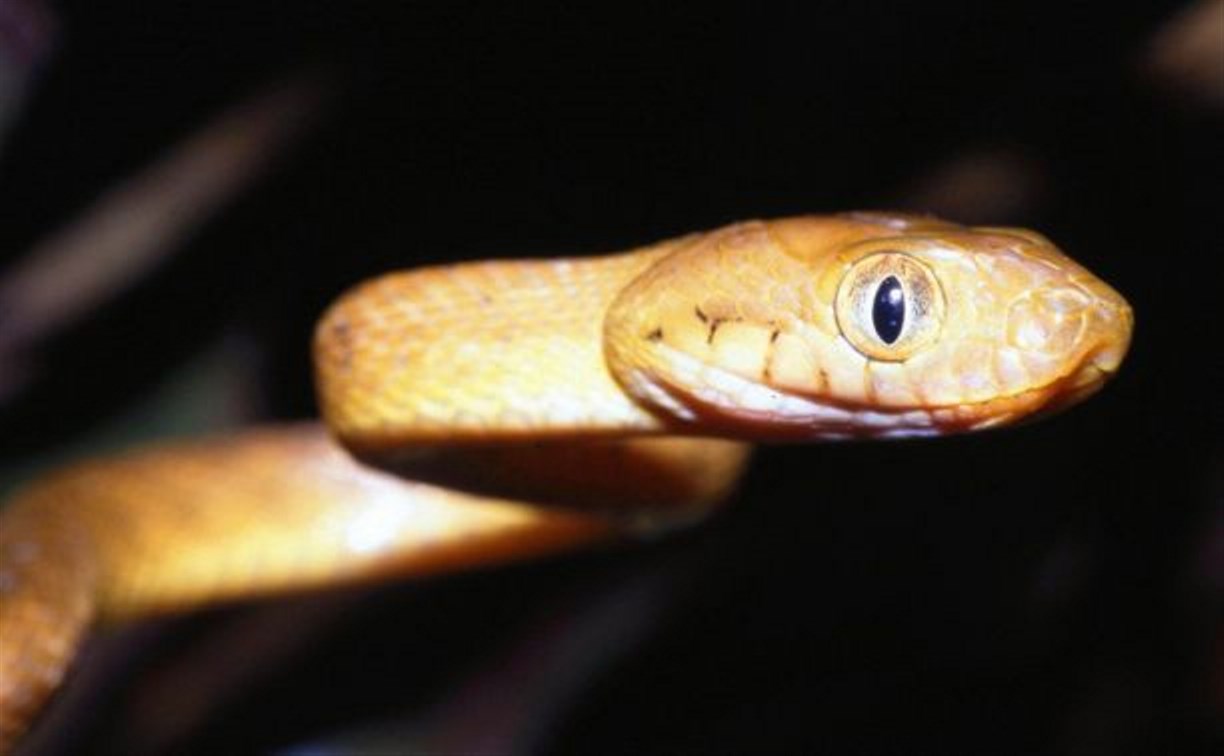 В сахалинский зоопарк привезли змею, истребившую 11 видов птиц на острове Гуам