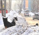Лед, снег и люди - что остается за кадром отчетов о расчистке Южно-Сахалинска