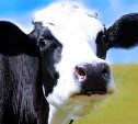 С сахалинца, сбившего двух коров, взыскали более 600 тысяч рублей 