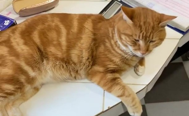 Самого знаменитого кота Итурупа сняли на видео во время подготовки годового отчёта