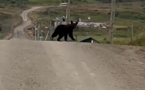 Происшествия
