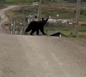 Медведь проводил сахалинцев на работу в Корсаковском районе