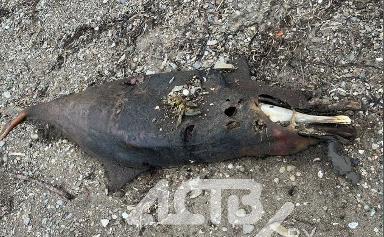 В районе Третьей Пади на берег выбросило мёртвого дельфина