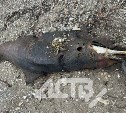 В районе Третьей Пади на берег выбросило мёртвого дельфина