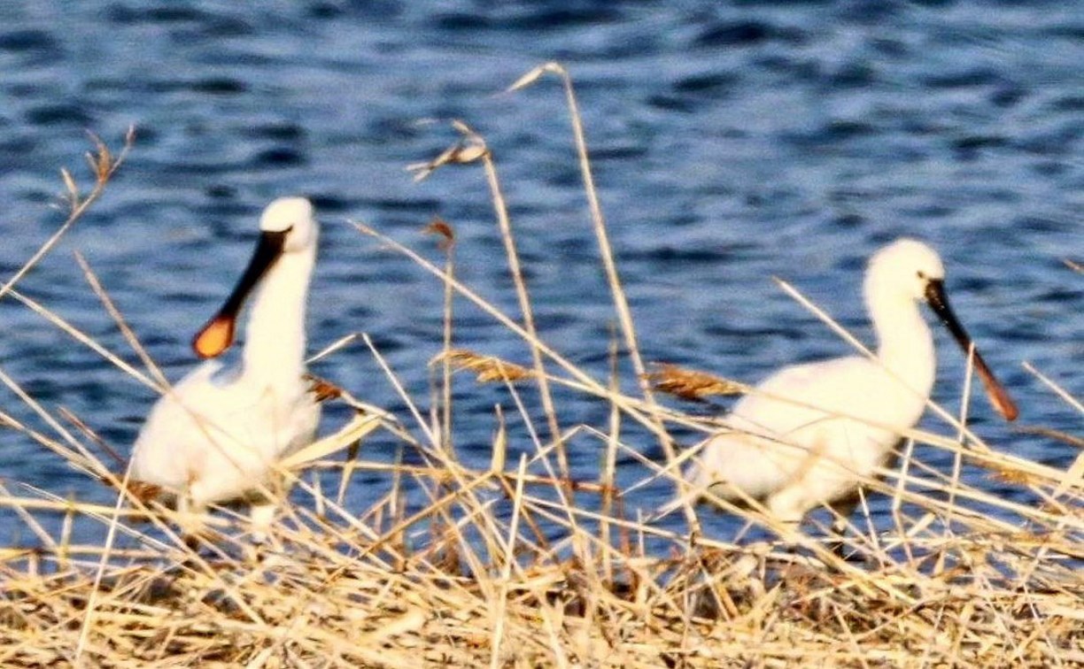 Редких птиц заметили на озере Тауро в Углегорском районе