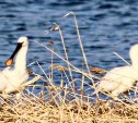 Редких птиц заметили на озере Тауро в Углегорском районе