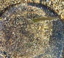 В Северо-Курильске во время отлива берег завалило медузами