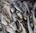 Сахалинскому рыбокомбинату грозит штраф за навагу без документов 