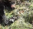 Медведя-каннибала застрелили на Сахалине