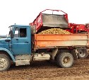 В хозяйствах Сахалинской области картофель убран с 17,5 %  посевных площадей