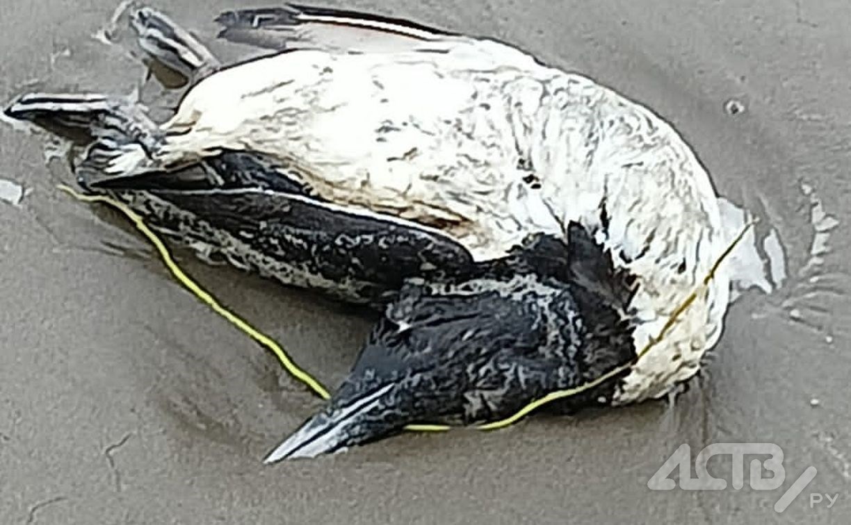 Мёртвых птиц обнаружили на ещё одном участке сахалинского побережья