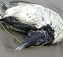 Мёртвых птиц обнаружили на ещё одном участке сахалинского побережья